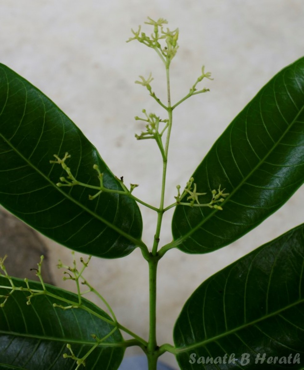 Anodendron parviflorum (Roxb.) I.M.Turner